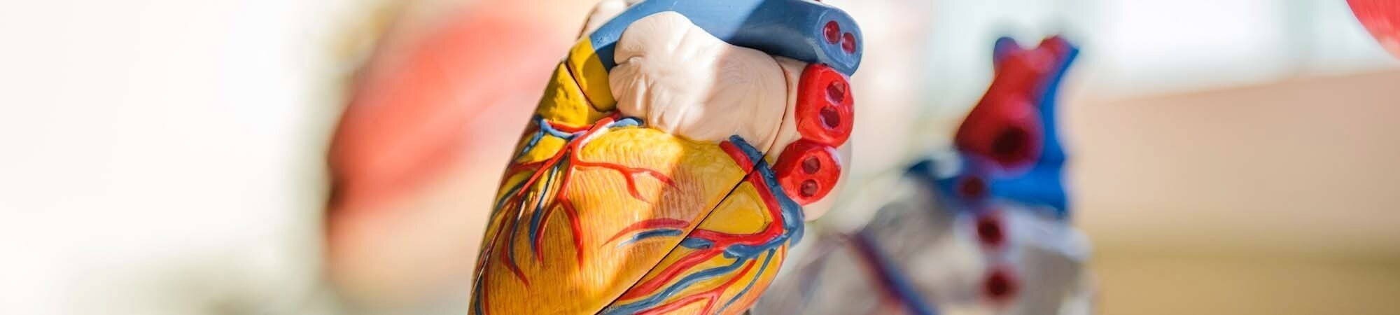 Emergency Cardiology Image of a heart model