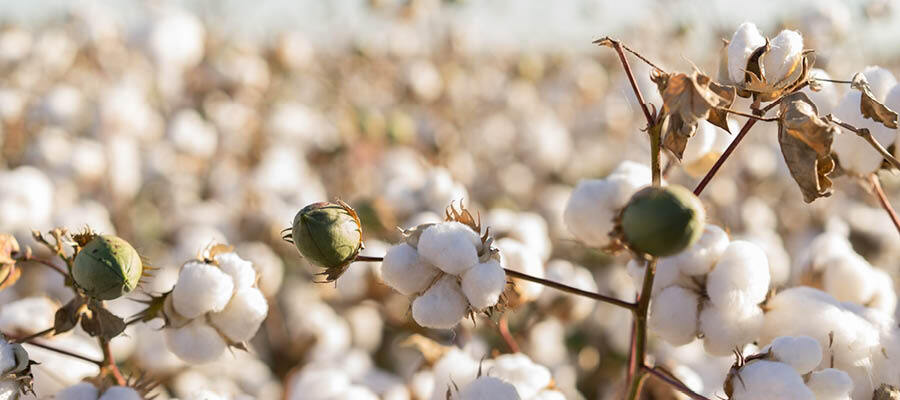 Blog Images Pittsworth