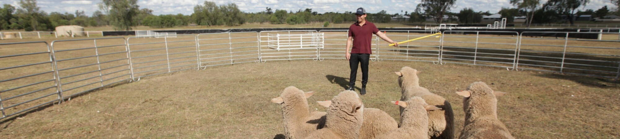 GROW Rural South West Queensland Sheep Mustering